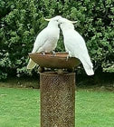 Collinas Birdbath. 80cm H