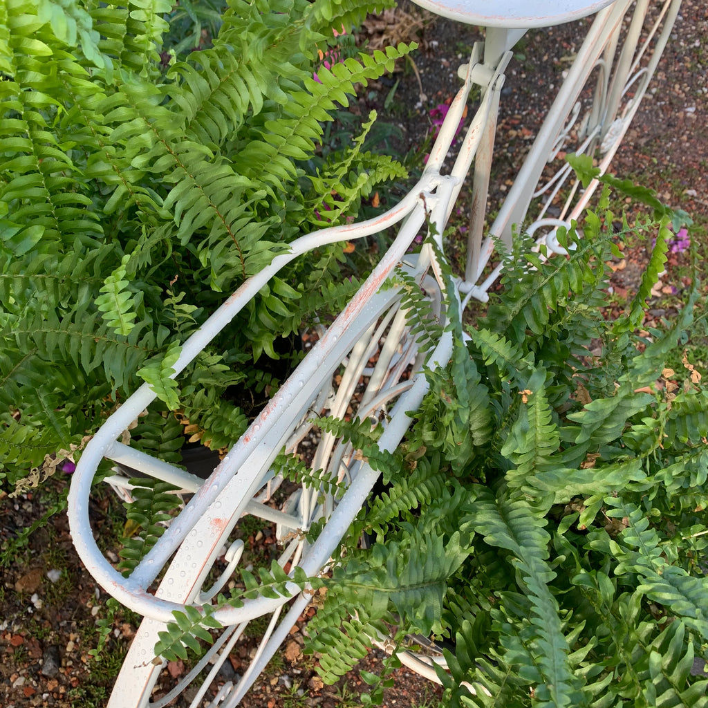 Tiburon Bicycle Planter – Brown or Cream