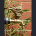 Cassio Garden Brass Tap/Faucet - 6 Different Animals