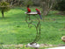 French-style Avian Bird Feeder/Bird Bath. Antique Brown